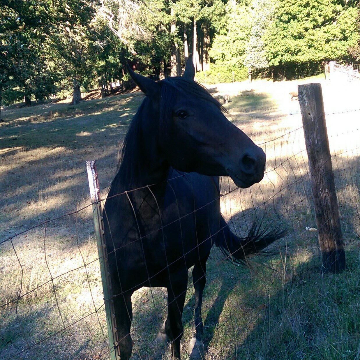 Luvinanimals1's profile picture. 