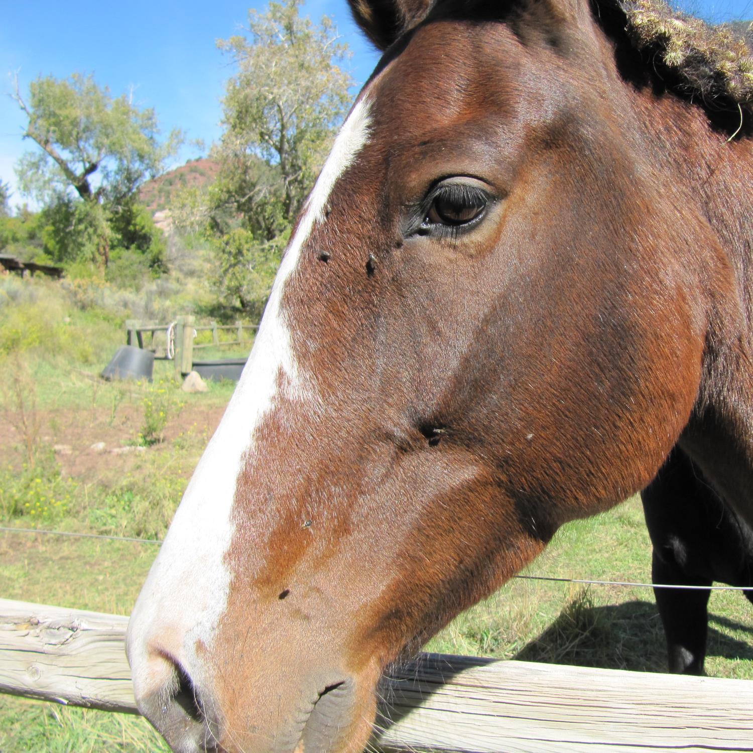 Wanting to spread awareness about abused and neglected animals. I just want to save those animals!