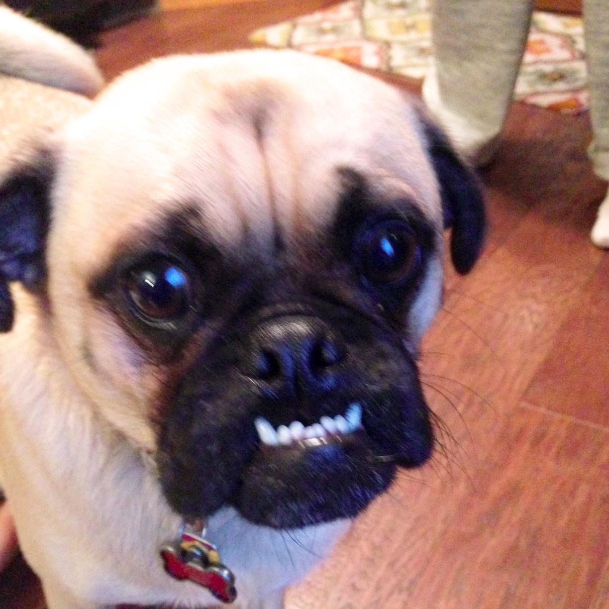 craigslistdog's profile picture. Brutus