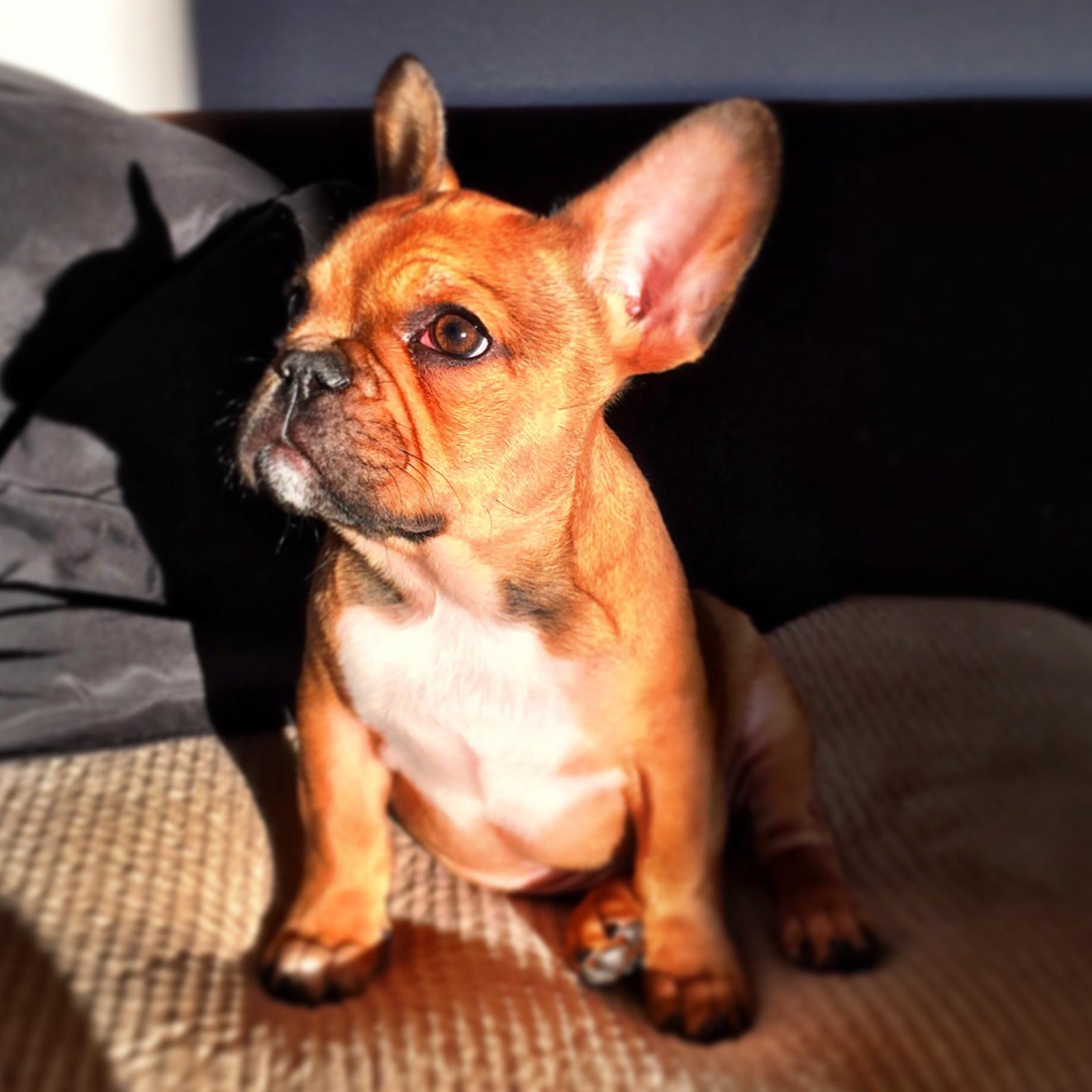 askfreud's profile picture. Tell me about your Mamma...mine was a Bitch