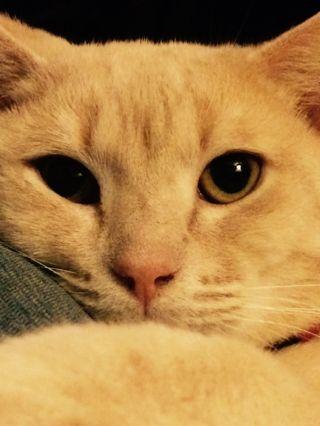 MekanoTheCat's profile picture. Chat connecté, mes parents m'ont adopté au #refuge et je ne rate jamais un @LeZapDeSpion depuis. #Manger | #Dormir | #Tweeter