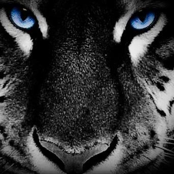 john80645555's profile picture. ACAB celtic till i die