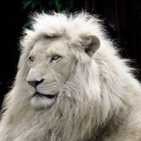 CARLOS ROMAN (@carloslodije) 's Twitter Profile