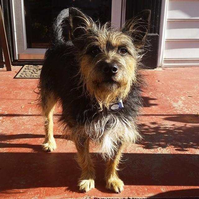 SheLovesHerDogs's profile picture. Mom to 4 beautiful 🐶🐶🐶🐶 * Holistic Health Coach 🌱🍎 * Animal Rights 🐮🐷 & Environment 🌎