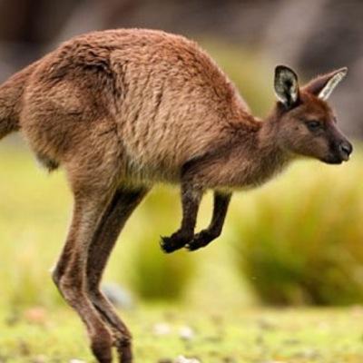 Theanimals9's profile picture. Lets look at animals