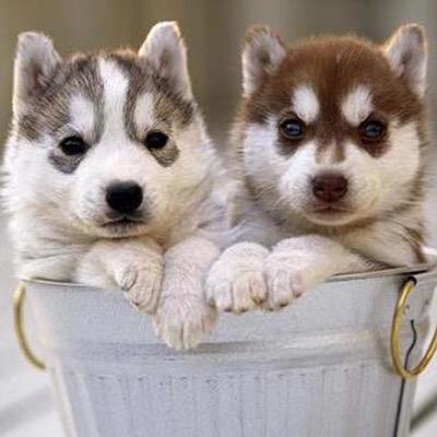 Daily pictures of cute puppies, huskies , pomskies and Random retweets