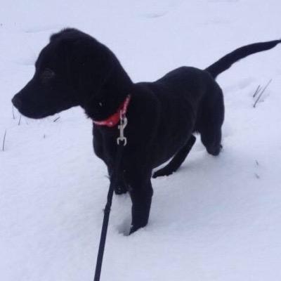 Born 05/10/14 of FTCh & Sniffer Pedigree. Going to be an Adventure Dog when I grow up...