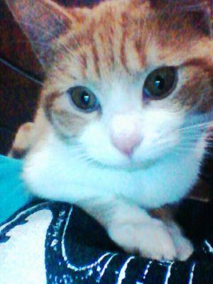 Hi *-* mis generos favoritos son Rock,trash metal,Dark metal,Death metal, heavy metal, post -hardcore , hardcore , emocore , indie rock,alternativa,ska,reggae♡