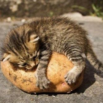 LikeaTatertot's profile picture. 