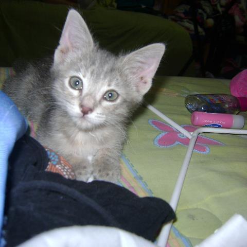 Fan account of @thekittydreamer ! Follow her now. (I am her beautiful cat).