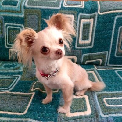 OliviaTheGrinch's profile picture. 