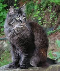 Cat shapeshifter, Warriors role play, kit, 3 moons old, no Clan,
