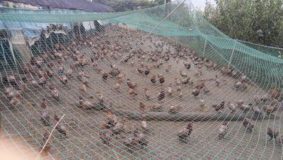 thdus3100's profile picture. 꿩 스토리 농장 하고있는 농부입니다