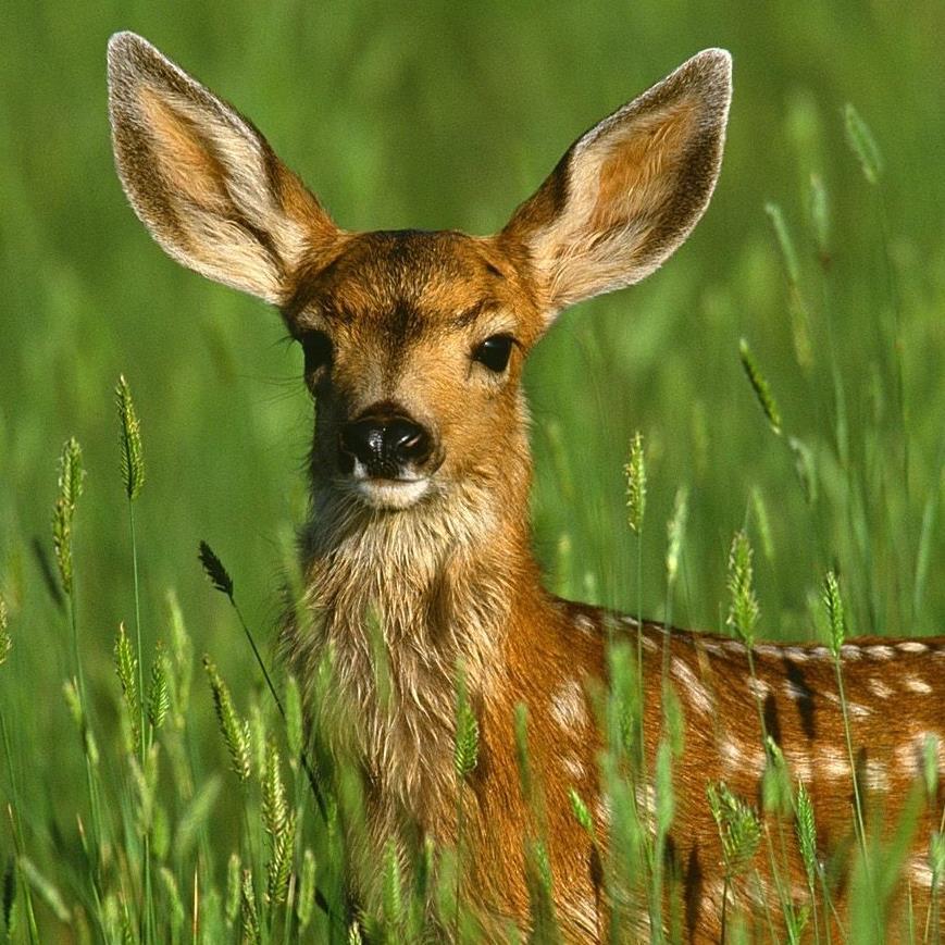 If you find an injured fawn & call ODNR Willdlife,  they come & kill the animal. This IS NOT acceptable! Support Trooper's Law & help Make compassion legal!