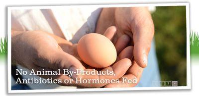 Pasture & Prairie- organic, free range, certified humane eggs sourced from our network of local, family farms.