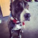 Hailey June Ulrich - @TCK9training - Twitter