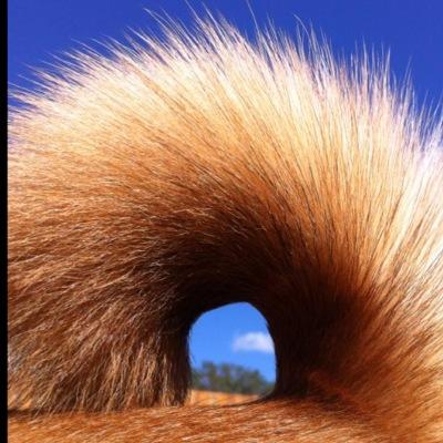 Sparklez_Teddy's profile picture. We live in OR, USA with our humom, hudad and 3 meowies.  We support animal rescue! Sparklez is a retired show dog and Teddy was rescued from a neglect situation