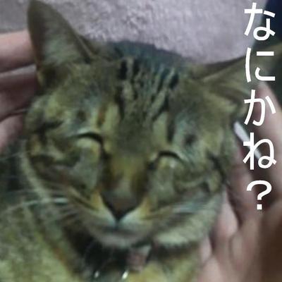 猫神様