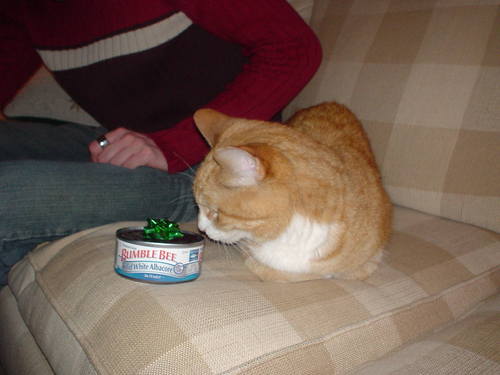 Luv felinz.