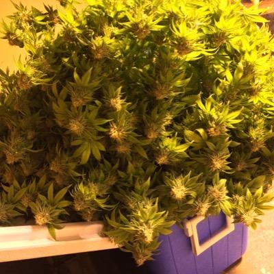 Doin' Globs. Doin' Dabs. Doin' your mom, Doin' joints. Doin' blunts. Doin' spliffs. Doin' the Doin'