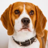 Presley The Beagle(@PresleyTheBeagl) 's Twitter Profile Photo