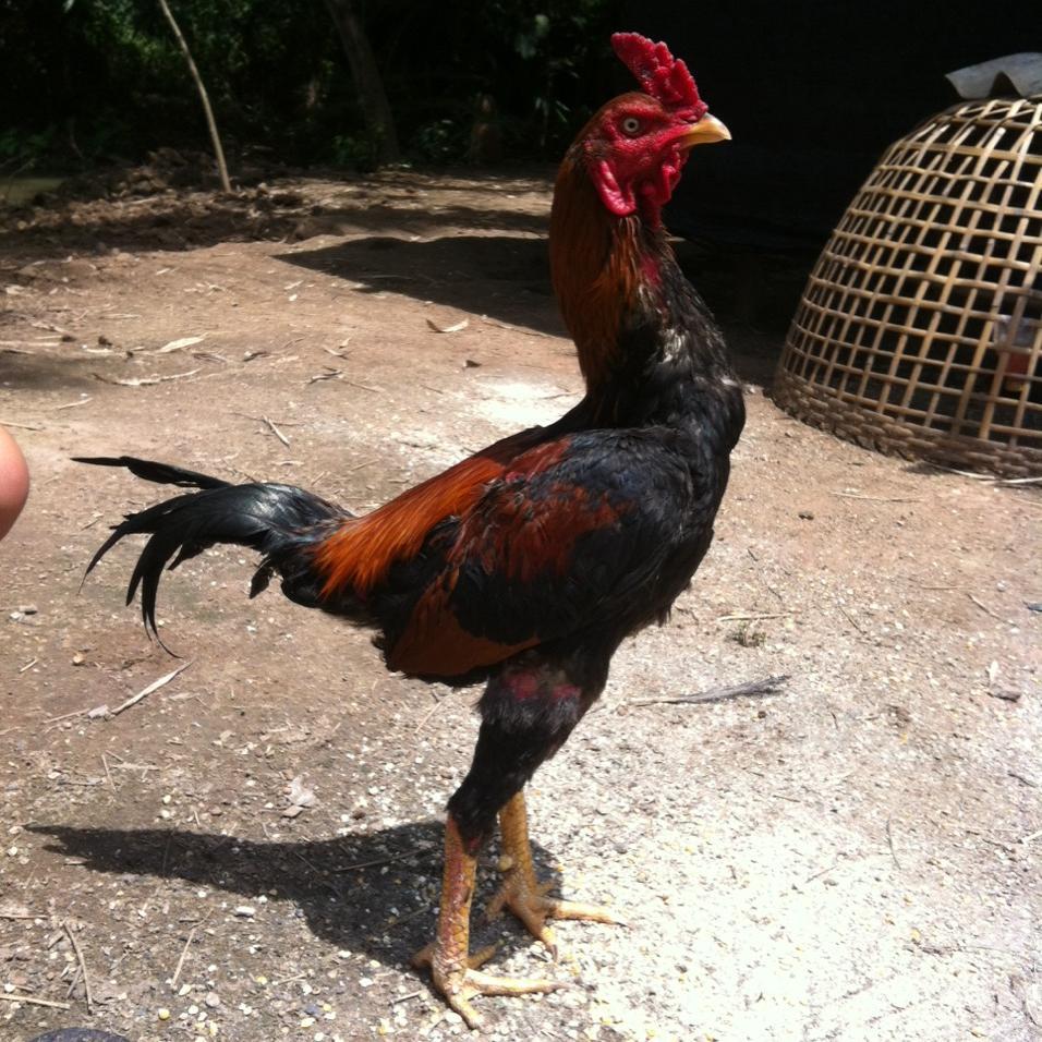 https://t.co/5ZwCyp1avz จำหน่ายไก่ชน