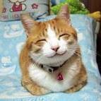 猫好きの埼玉住まいの大学生です！猫好きの方よかったらフォローしてください♫