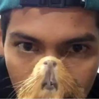 free follow