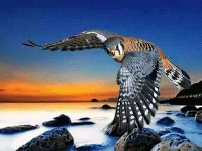 ahmedabd9998881's profile picture. نحن لانهاب الموت وصادقون ونحمل قلب طيب لاكن اين لذي يفهمنا