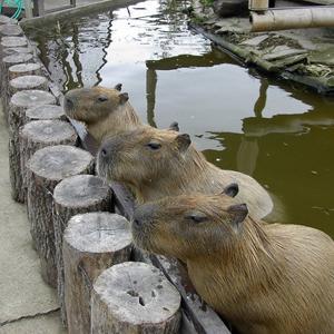 カピバラ、カピバラさんが大好き。つぶやきは面白画像とか日常のことが多いです。カピバラ好きの人仲良くして下さい。