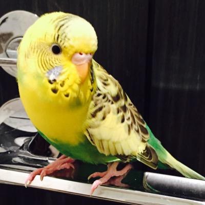 捜索は終了しています。  《拡散希望》 2015/1/17 で飼っていたセキセイインコが逃げてしまいました。名前はぴぴちゃんです。 黄色地に黒・緑のインコです。 寒い中とても心配です。 見かけたらご連絡をお願いします。