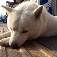 HIDETO I (@katsui3) 's Twitter Profile