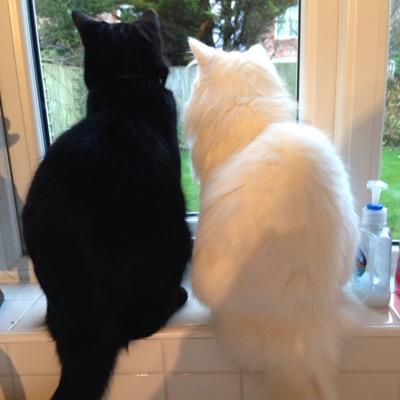 Boo and Mike - brother and sister now 3 years. We both love cuddles and bring happiness. Cheshire, England