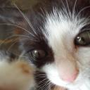 Mike Strahan - @mike_strahan - Twitter