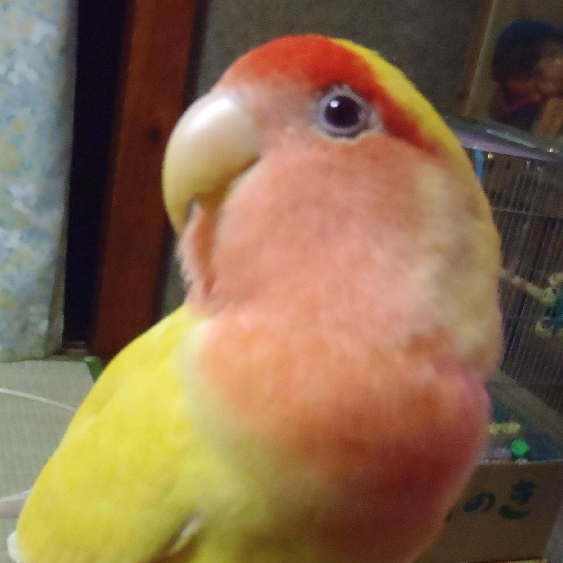 momochan3008 Profile Picture