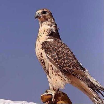 حساب يهتم في اخبار الشيبان وقصايدهم