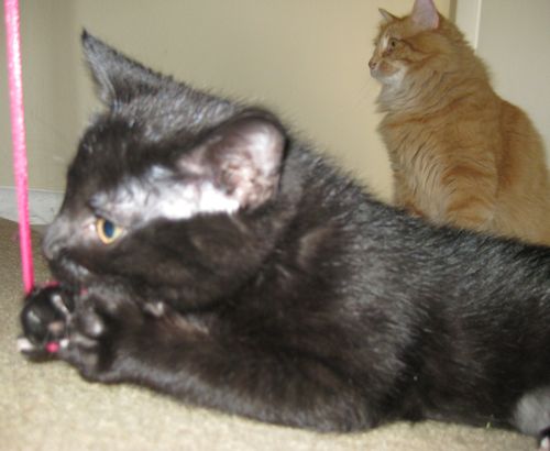 teamlambro's profile picture. 