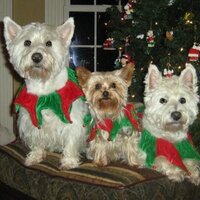 linda martino (@westyork) 's Twitter Profile