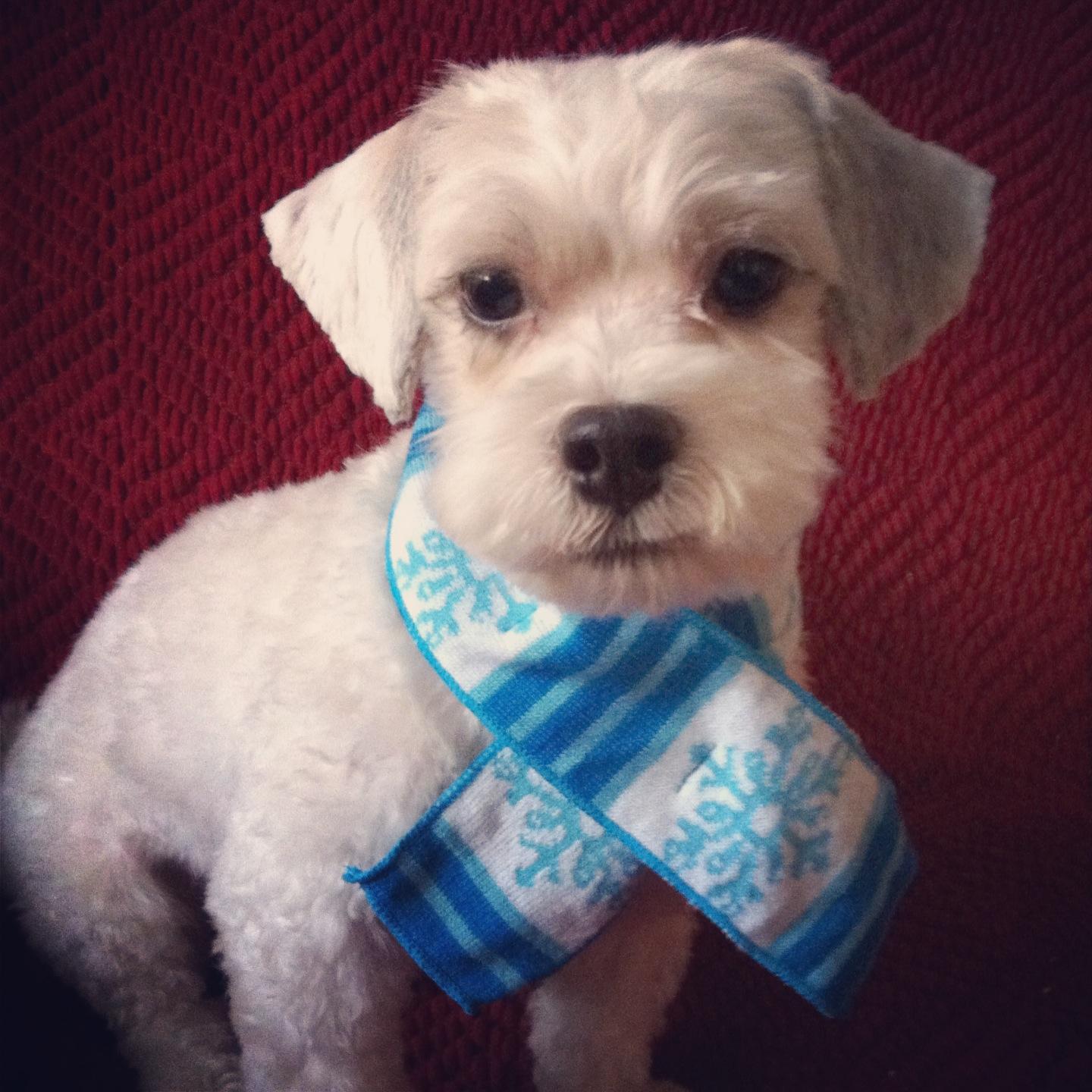 SeleeneSKC's profile picture. 