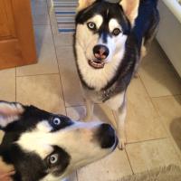 HuskyGirl (@twodogsandmenow) 's Twitter Profile
