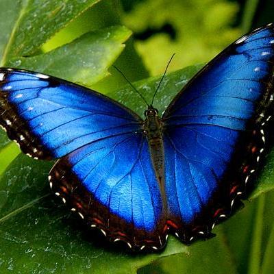 I am diecious and so are most Arthropoda but some are Hermaphroditic  I'm a butterfly :D