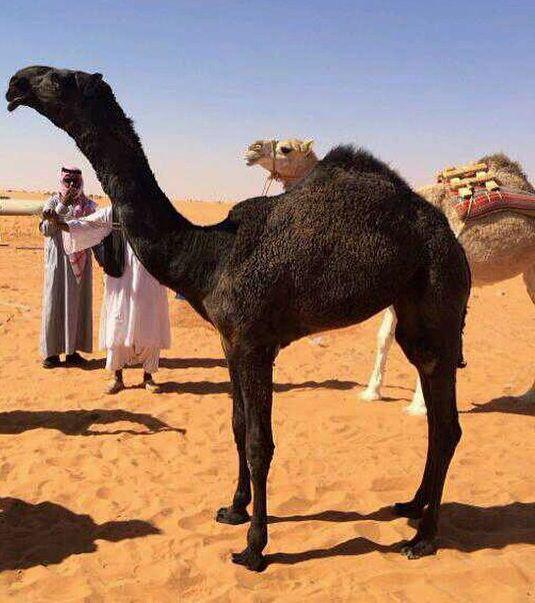 يازين ممشاها مع العصر زيناه.         لأمن نطحها مع غثيره رشاشي.      مجاهيم على زين الطبايع مضراه.  ومجاهيم أهلها يبعدون المعاشي