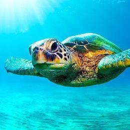 critiquingplace's profile picture. Critiquing Places 1 stop at a time! We have traveled in most states & continue to do so! This year #Atlanta, #Hawaii #NC and #NewEnglandStates are in our sights