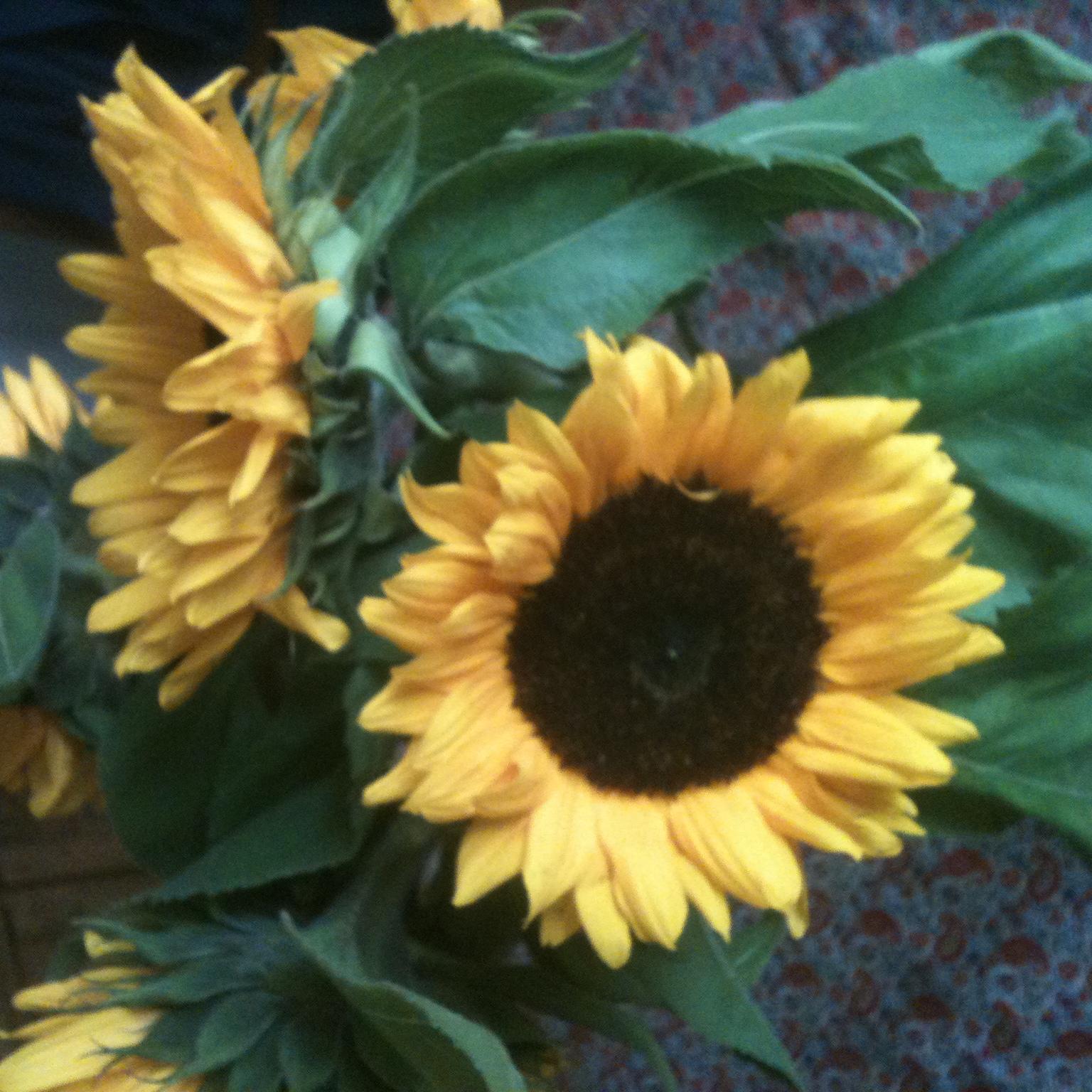 TrephineA's profile picture. 