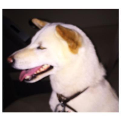woof woof
