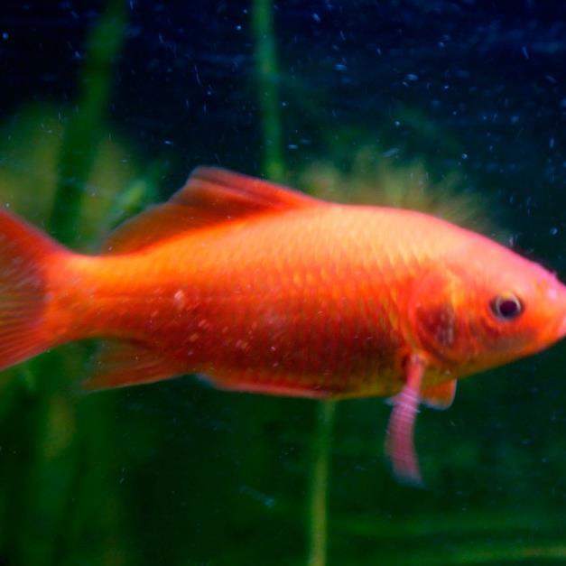 pickles873's profile picture. x