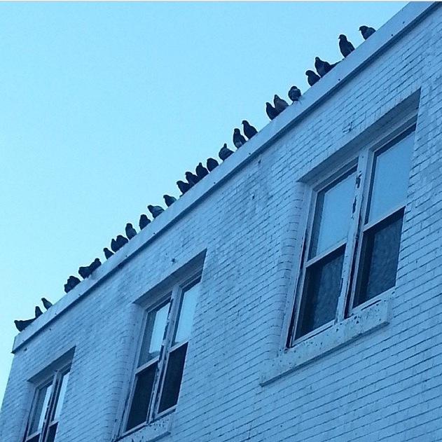 thewandersongs's profile picture. 