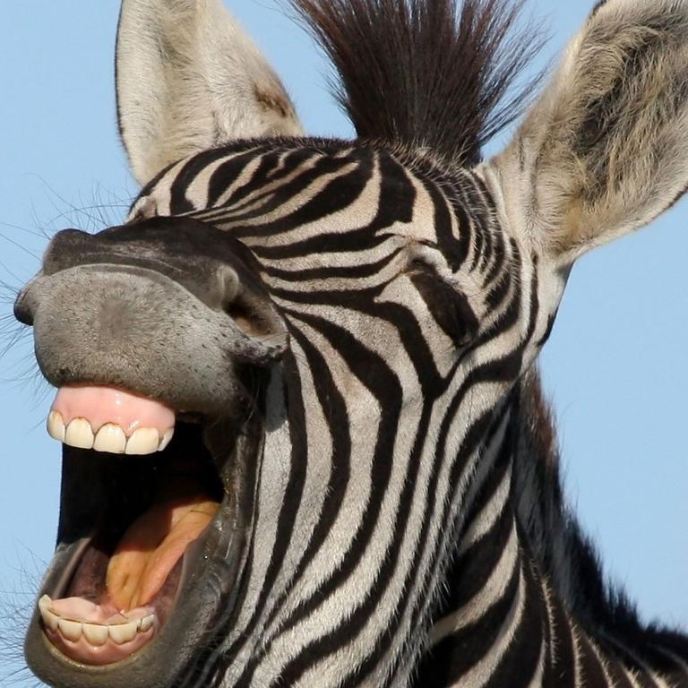 Do not take life too seriously. You will never get out of it alive.