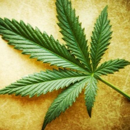 MalanaBliss's profile picture. Provide World’s finest Hashish Malana SuperCream booked online Paypal #Hash #MalanaCream #Cannabis #Hashonline #Weed #Marijuana #MalanaSuperCream #ParvatiValley