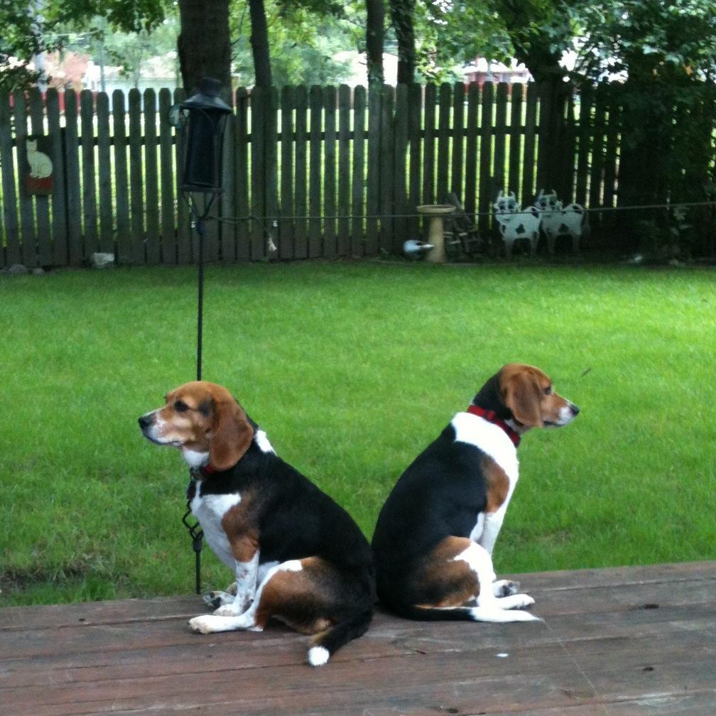 tstraz24's profile picture. Wayne State Alum, and employee, fundraise for the School of Med.  Love God, my country, and my family. Collect stamps and other cool stuff. Detroit Sports Fan